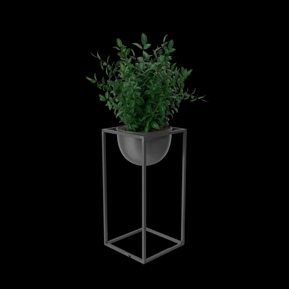 House Showpiece Plant - Thumbnail 2