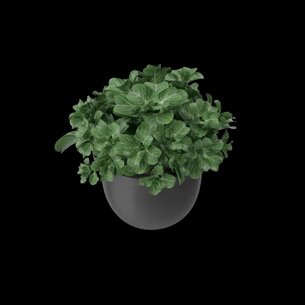 Plant Pot - Thumbnail 3