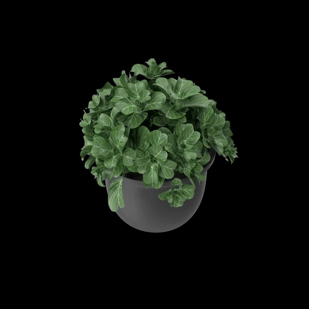 Plant Pot - Thumbnail 4